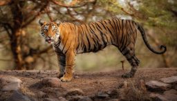 5 national parks of Asia worth visiting