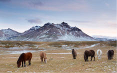 How to get to Iceland?