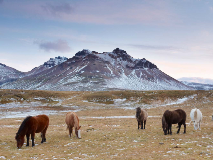 How to get to Iceland?