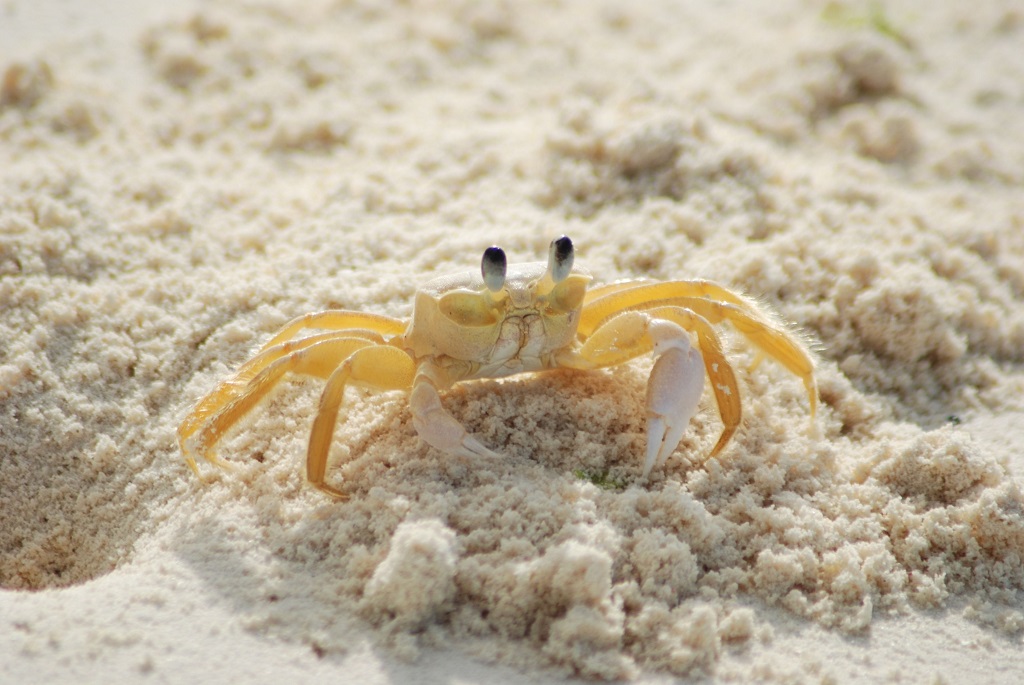 Go Crab Hunting