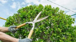 What is Pruning of a Tree: Boost Growth and Health with Expert Techniques!