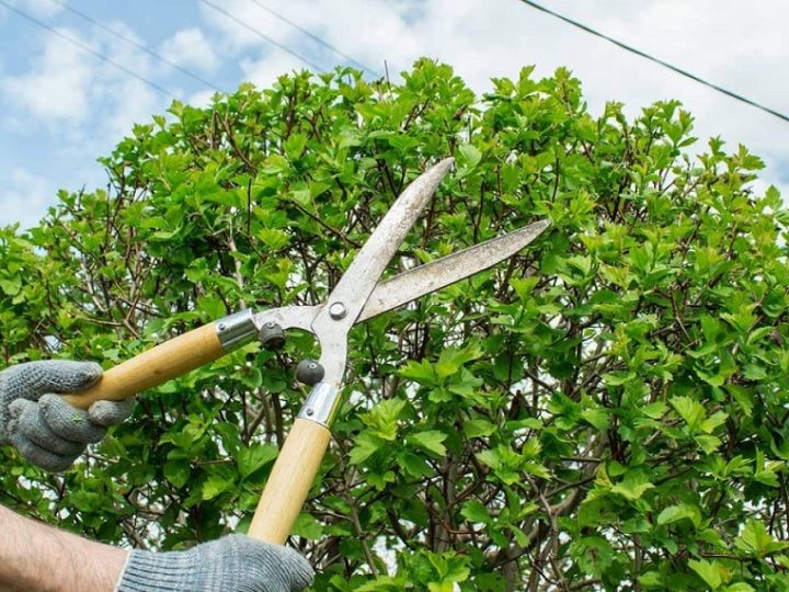 What is Pruning of a Tree: Boost Growth and Health with Expert Techniques!