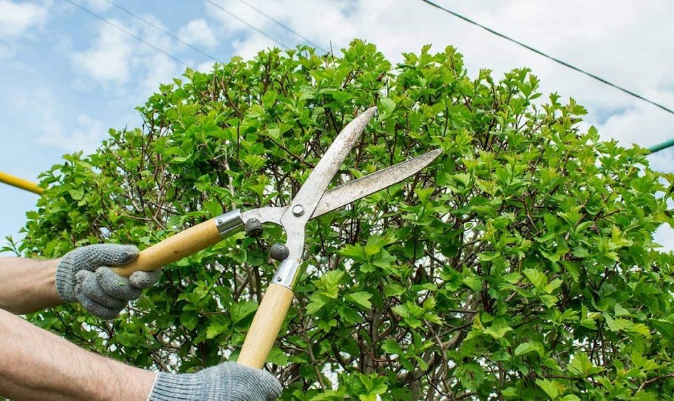 What is Pruning of a Tree