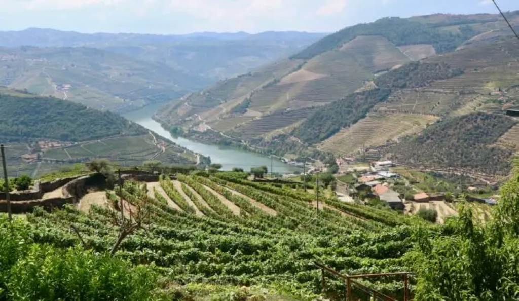 Solo traveler sipping port wine overlooking Douro Valley terraces